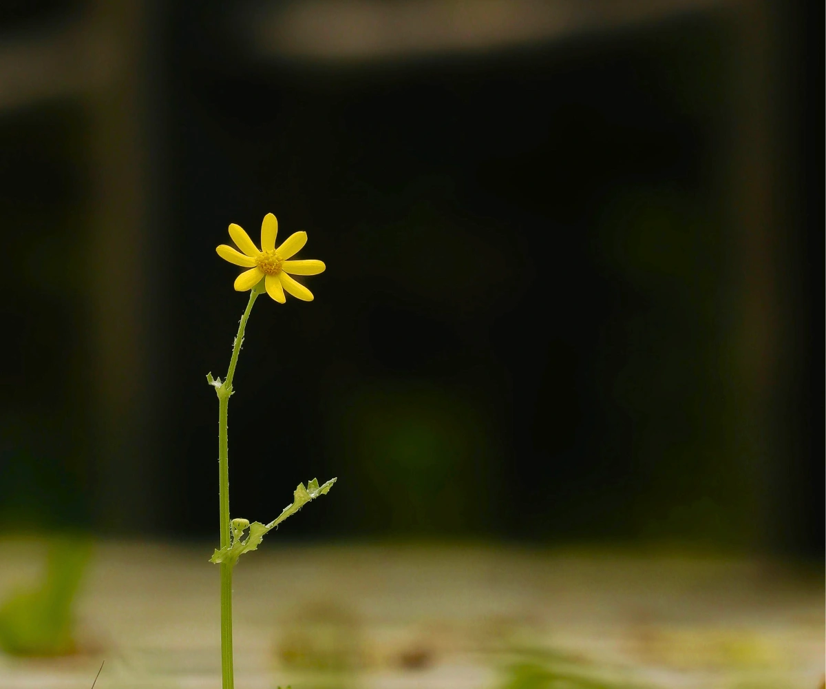Bloom Through Growth Yellow flower blooming as a symbol of self improvement.